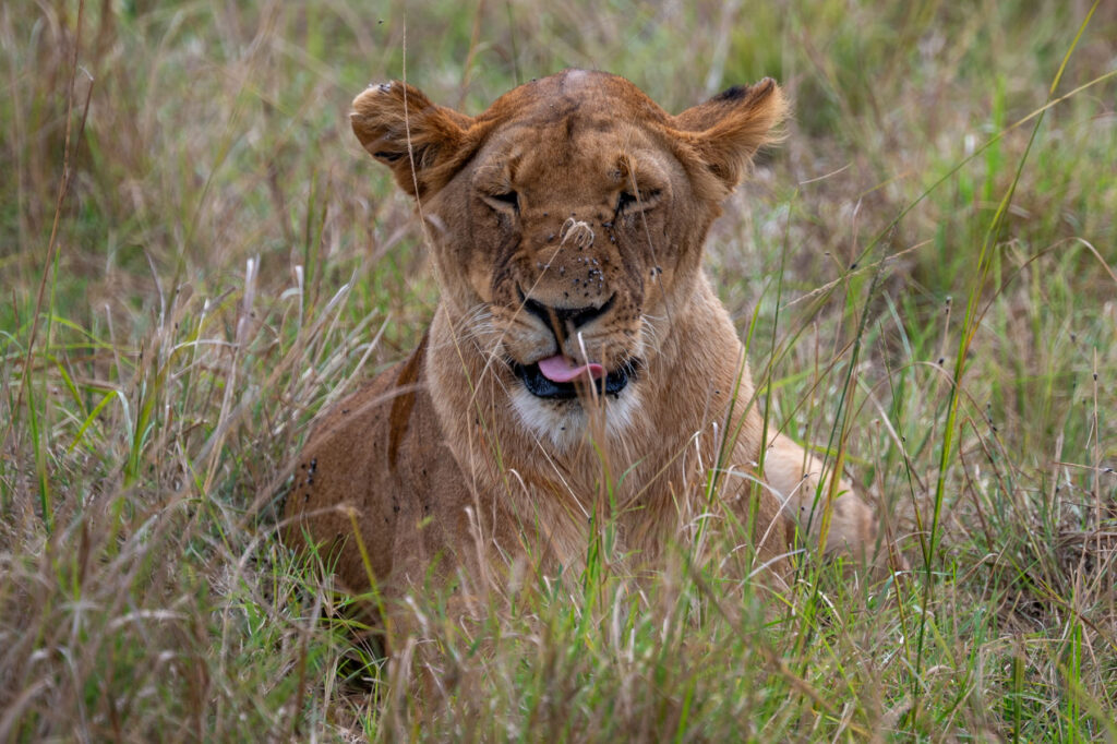 Löwe mit vielen Mücken auf der Nase Masai Mara Kenia