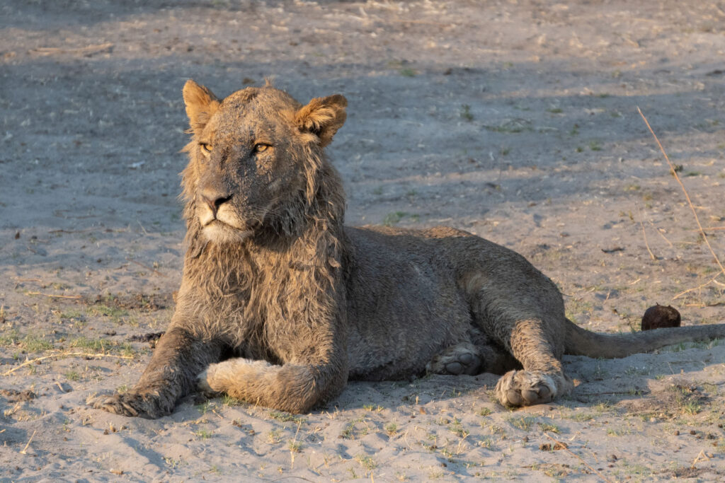 Nasser Löwe Chobe Nationalpark Kenia