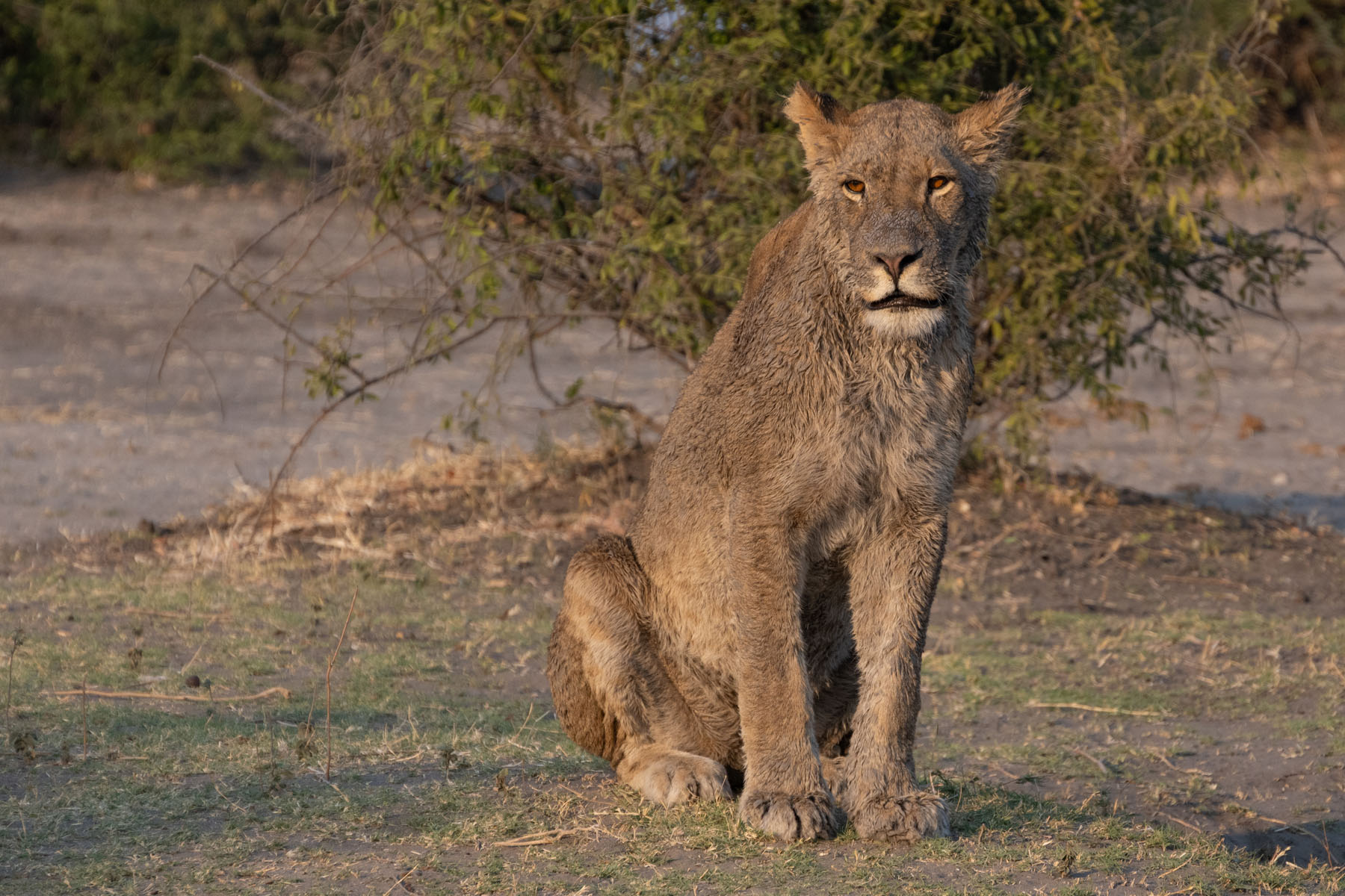 Nasser Löwe Chobe Nationalpark Kenia