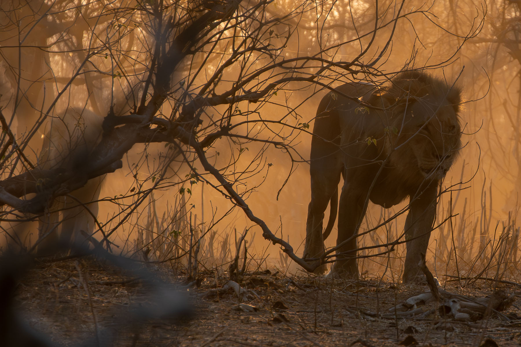 Löwe Chobe Nationalpark Botswana