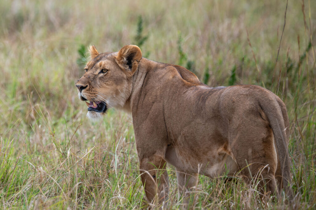 Löwe Masai Mara Kenia