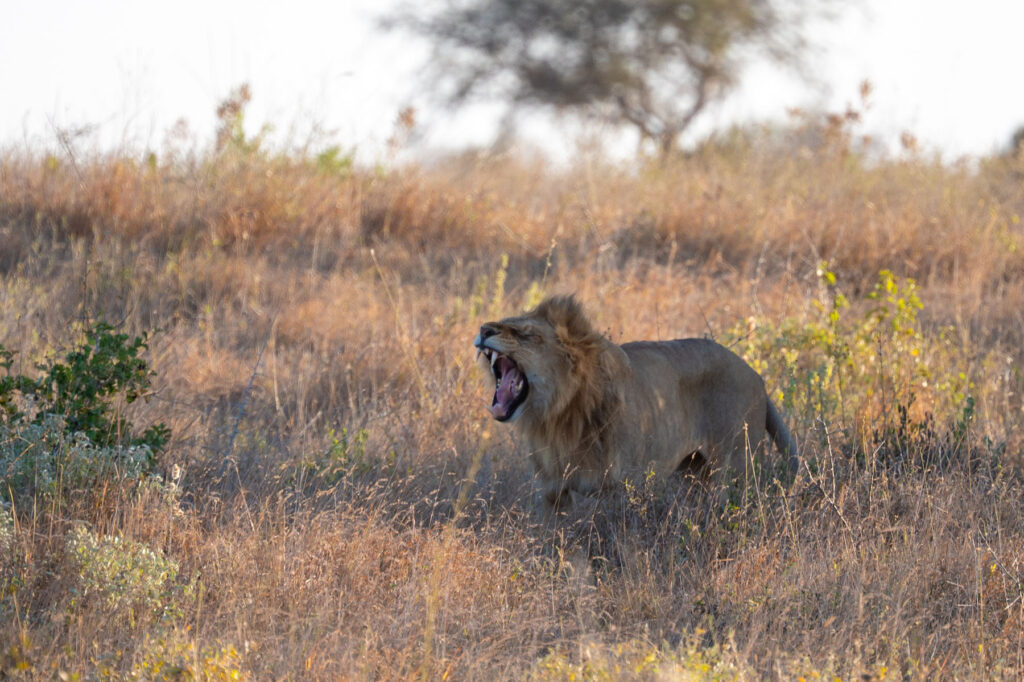 Gähnender Löwe Taita Hills Kenia