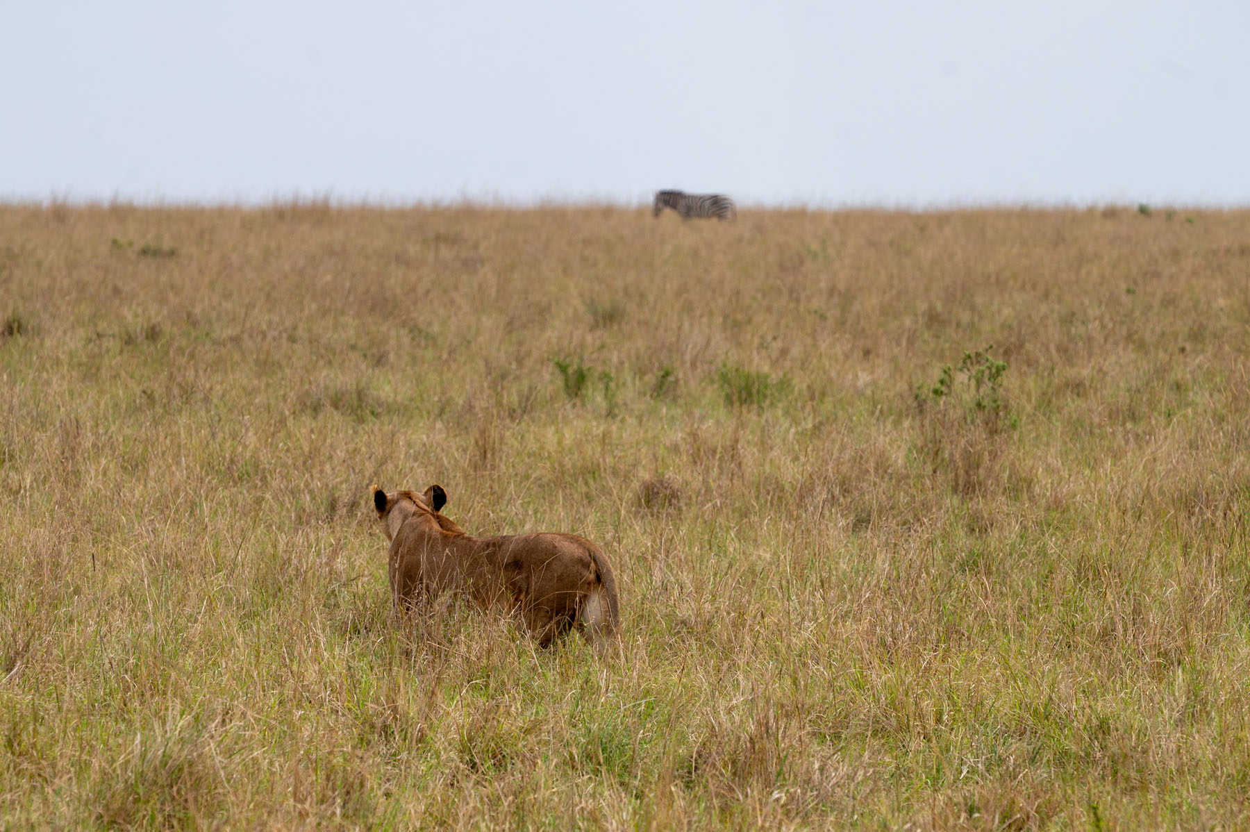 Loewe beobachtet Zebra Masai Mara Kenia