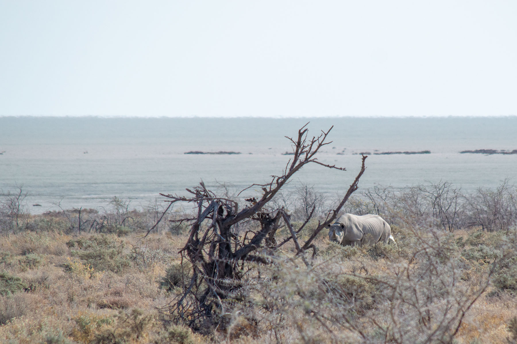 Nashorn Etosha Nationalpark Namibia