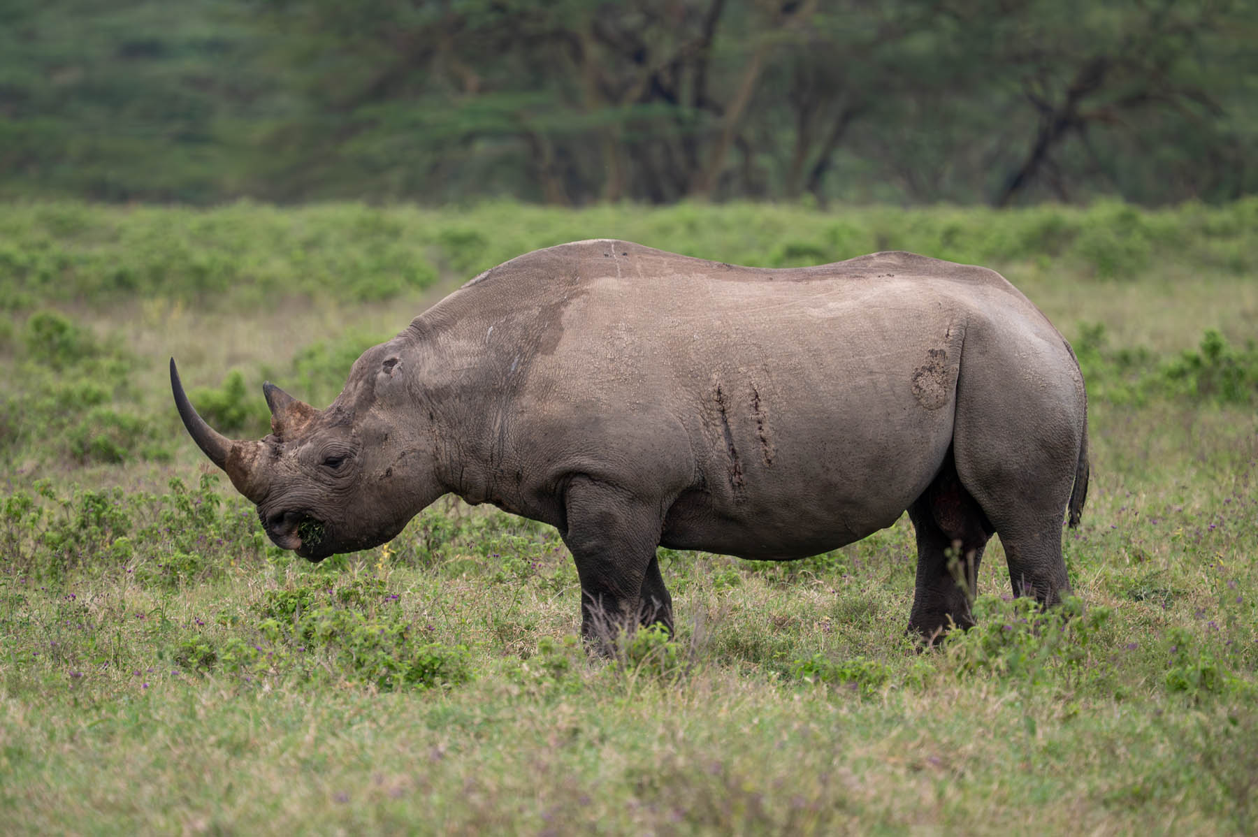 Nashorn Lake Nakuru Nationalpark Kenia