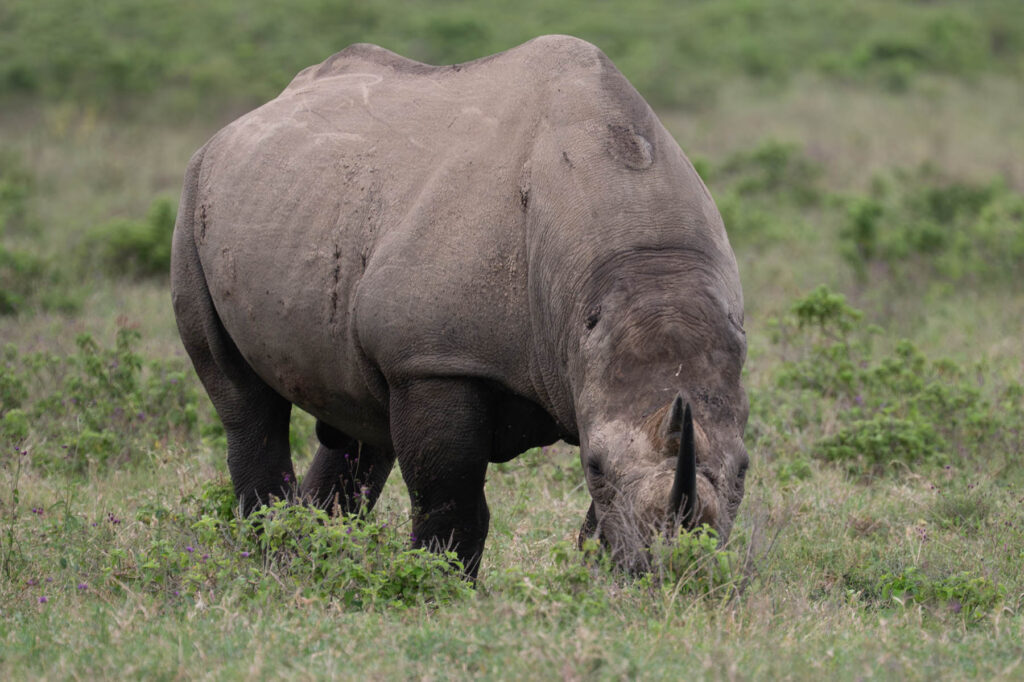 Nashorn Lake Nakuru Kenia