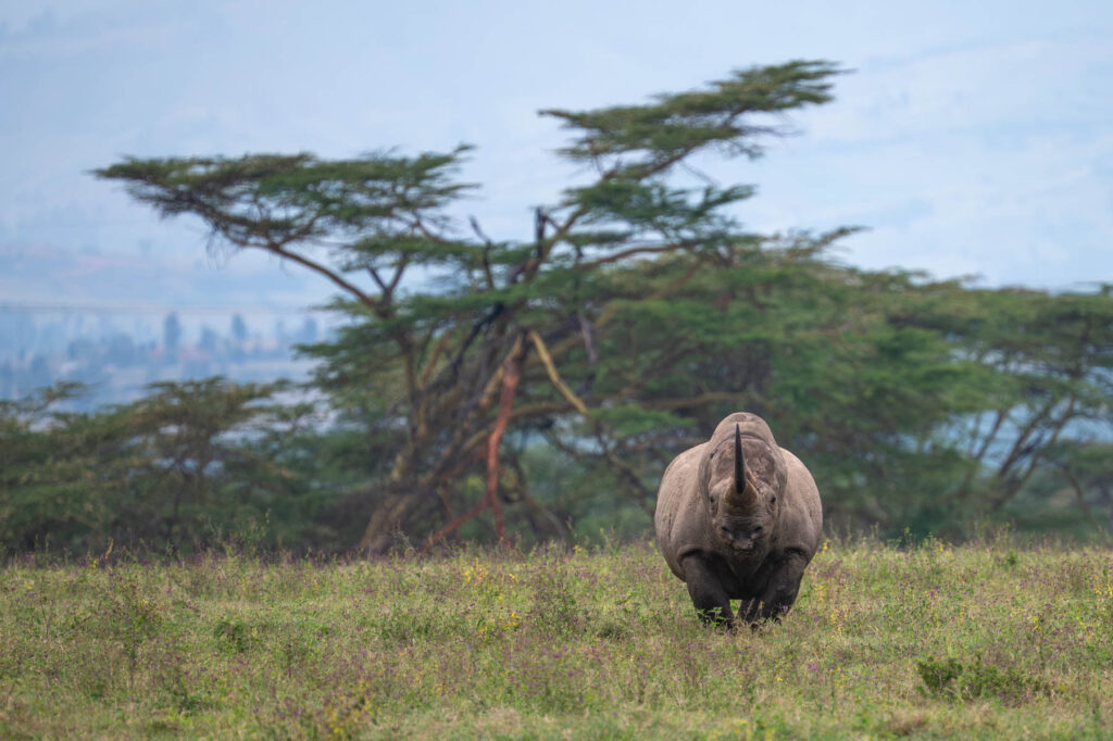 Nashorn Lake Nakuru Kenia