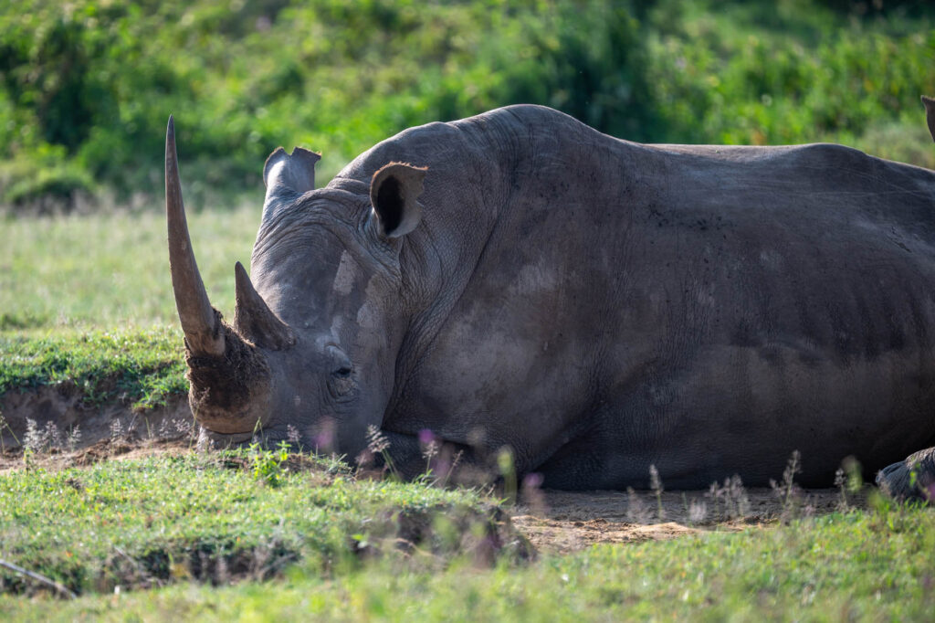Nashorn Lake Nakuru Kenia