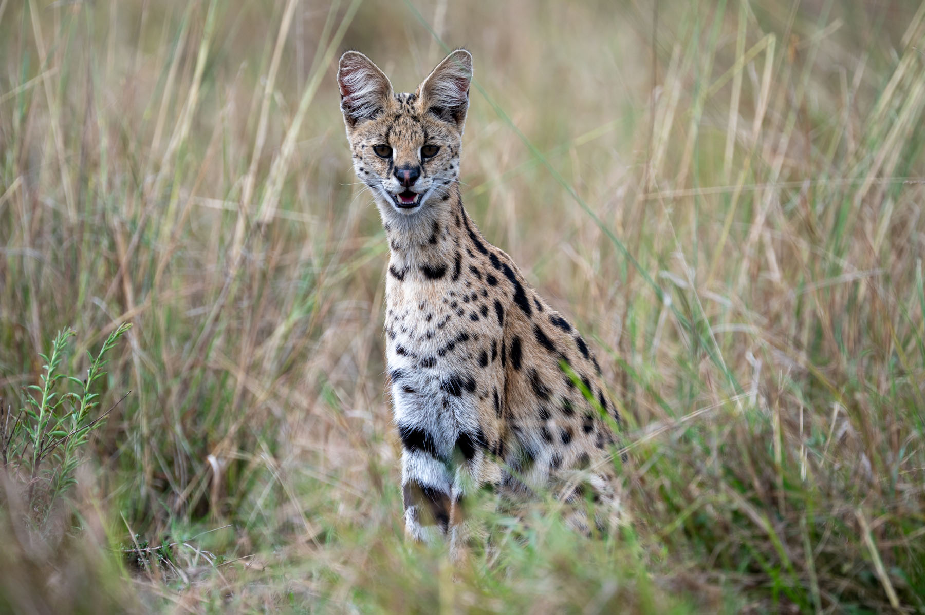 Serval Katze in der Masai Mara Kenia
