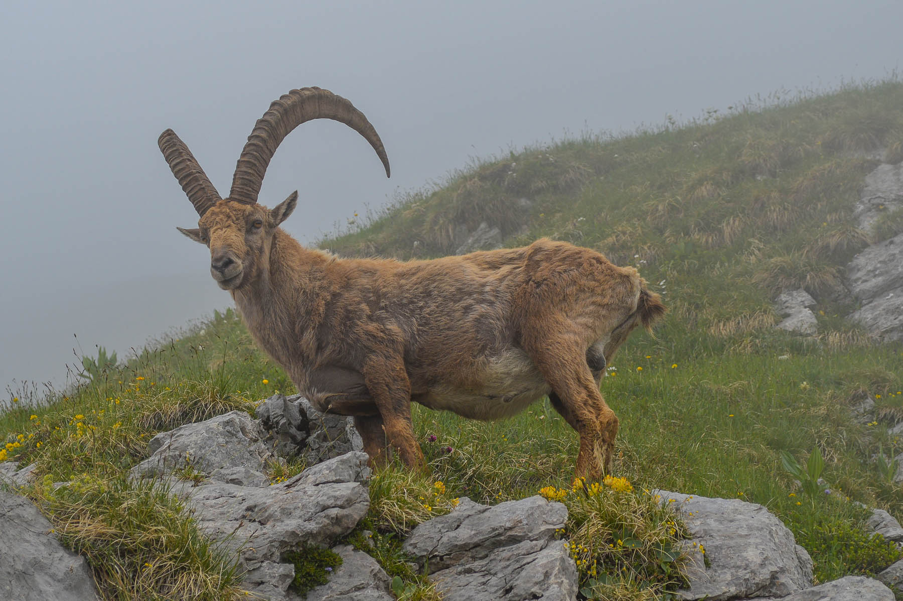 Steinbock La Tournette Frankreich