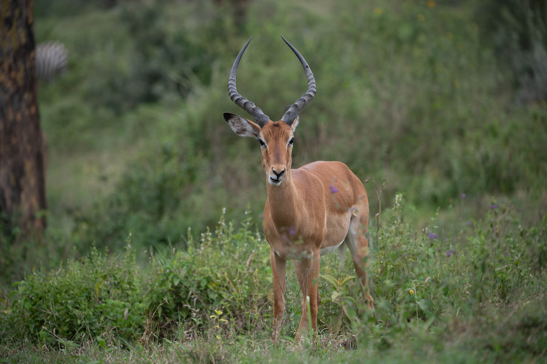 Thomson Gazelle Lake Nakuru Kenia
