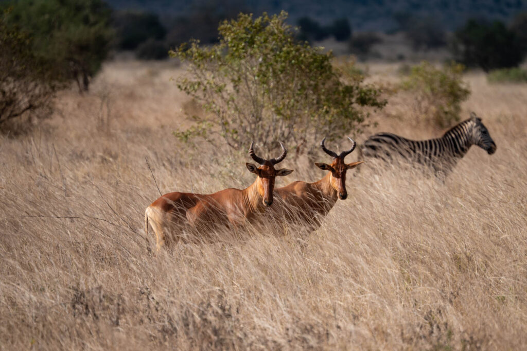 Topi Antilopen Taita Hills Kenia