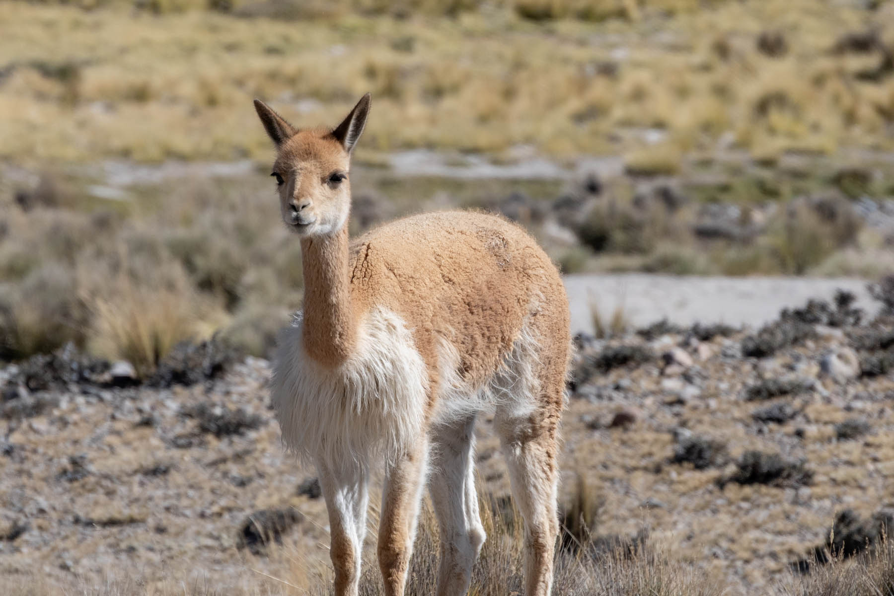 Vicunja Hochebene Peru