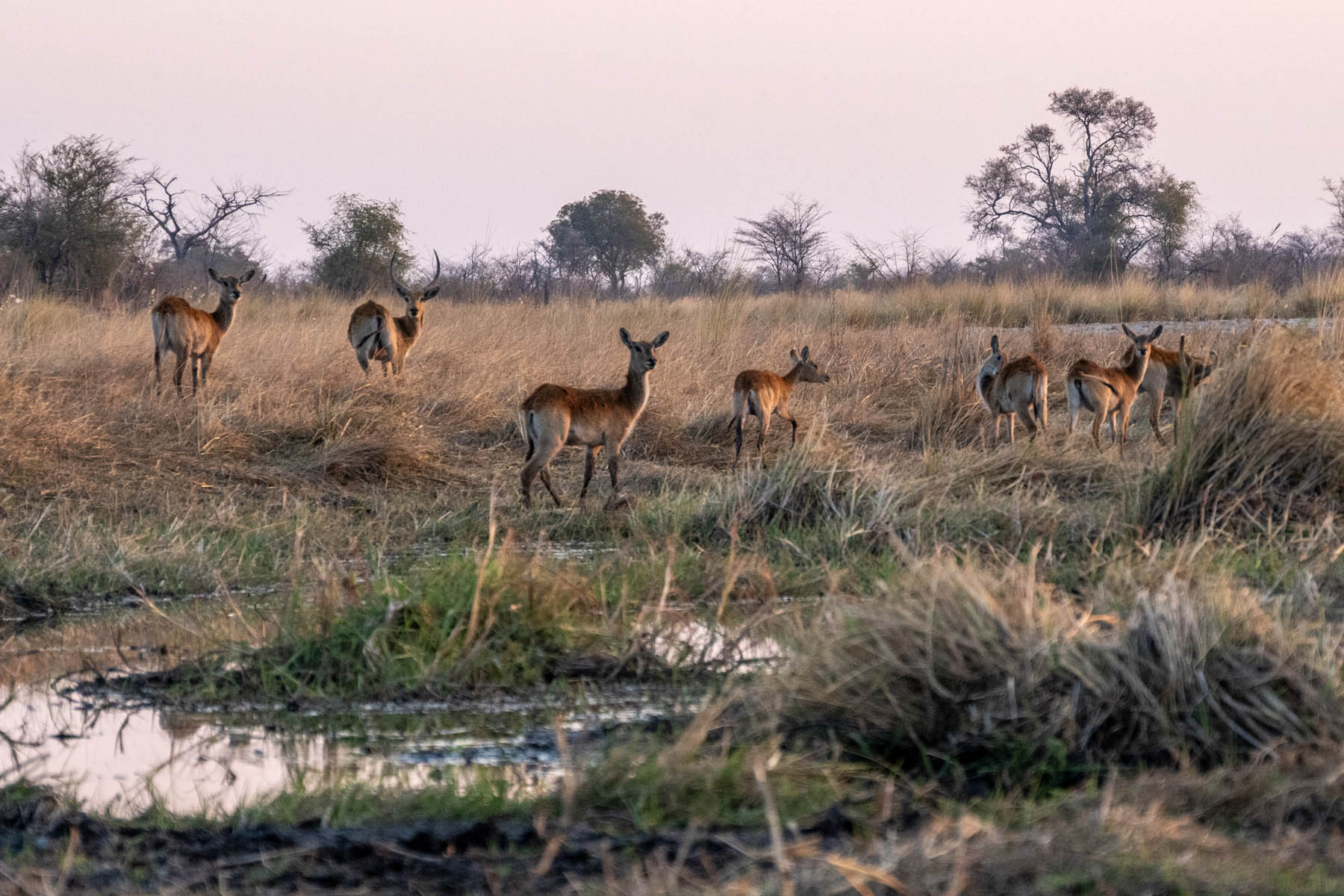 Wasserbock Antilopen Namibia