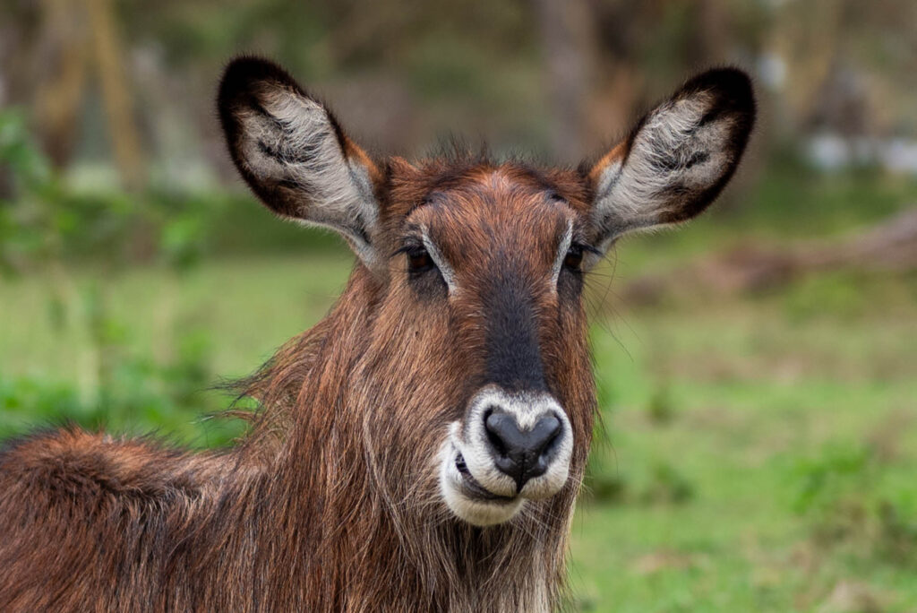 Junge Wasserbock Antilope am Lake Naivasha Nationalpark Kenia