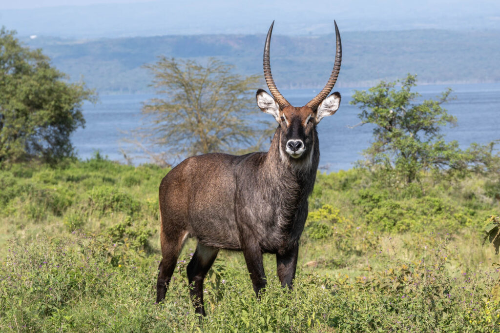 Wasserbock Antilope im Lake Nakuru Nationalpark Kenia