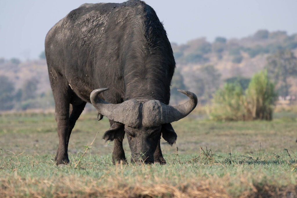 Büffel Chobe River Botswana