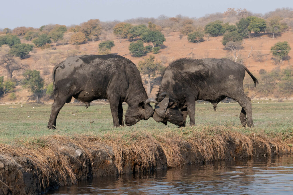 Büffel Chobe River Botswana