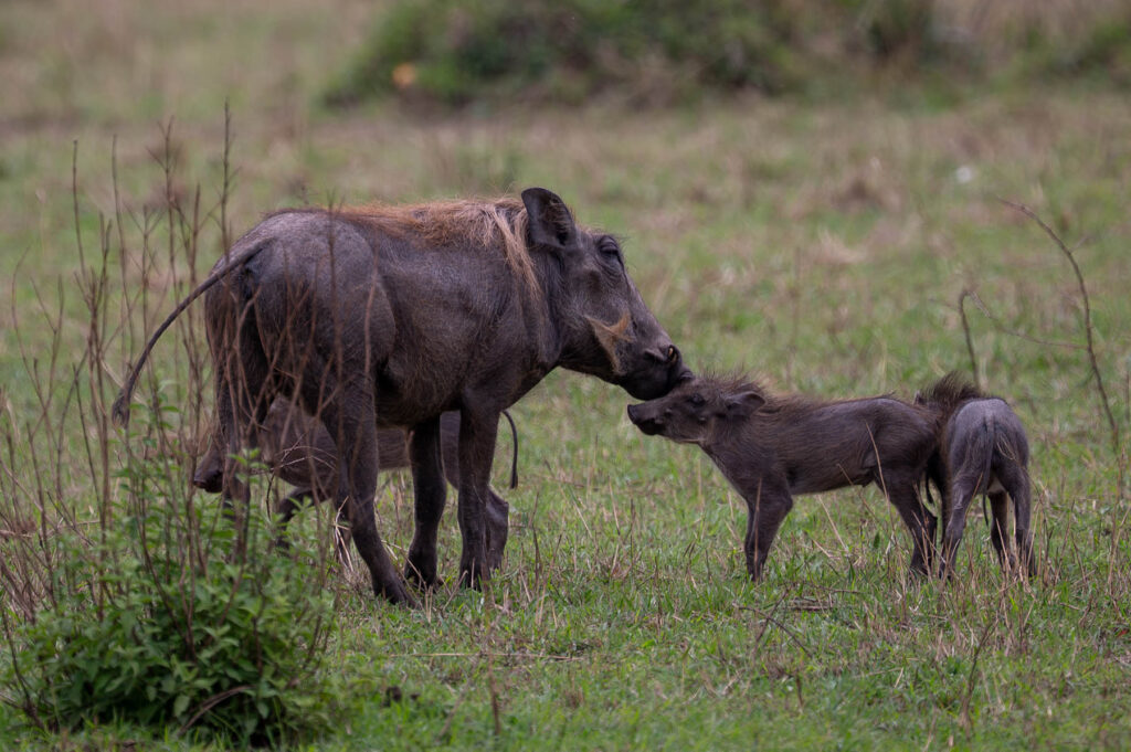 Warzenschwein Masai Mara Nationalpark Kenia