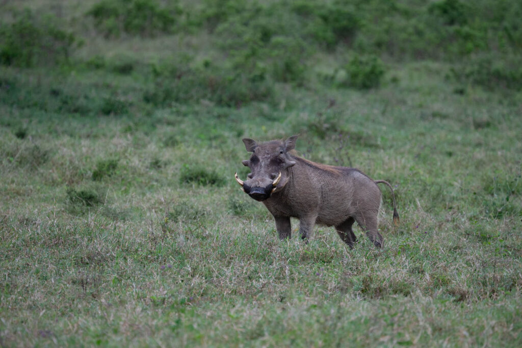 Warzenschwein Lake Nakuru Kenia