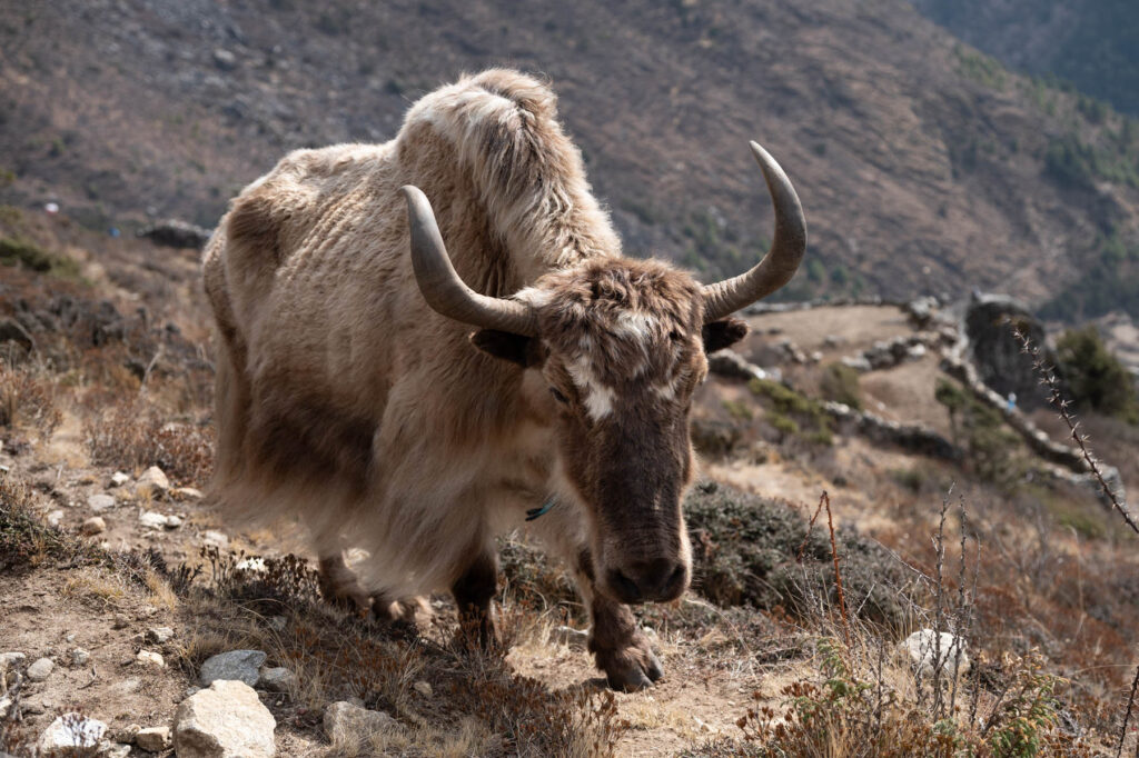Yak Gokyo Tal Nepal