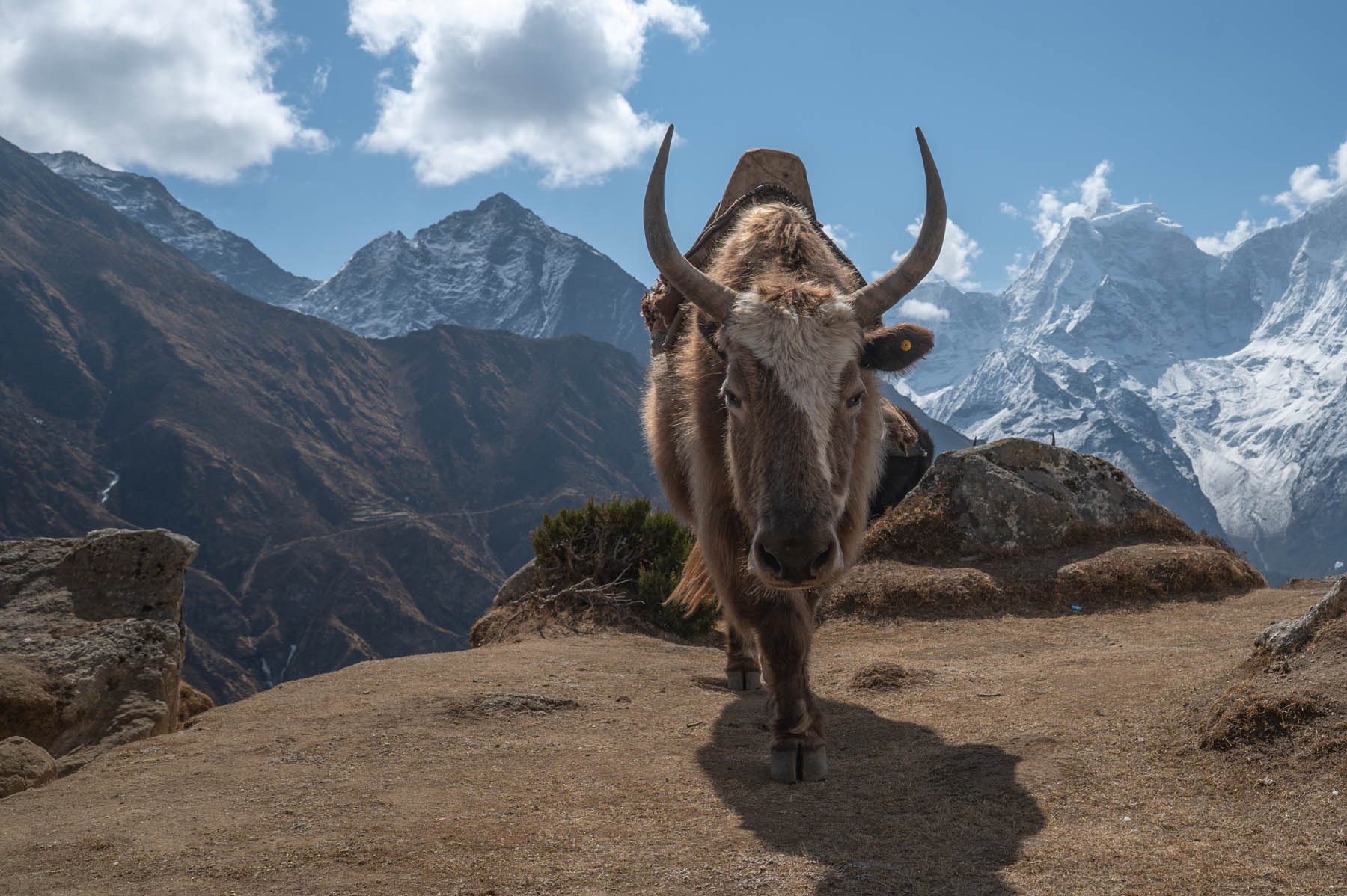 Yak Gokyo Tal Nepal