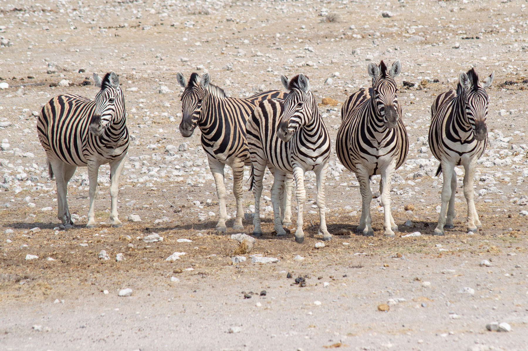 Zebras Etosha Nationalpark Namibia