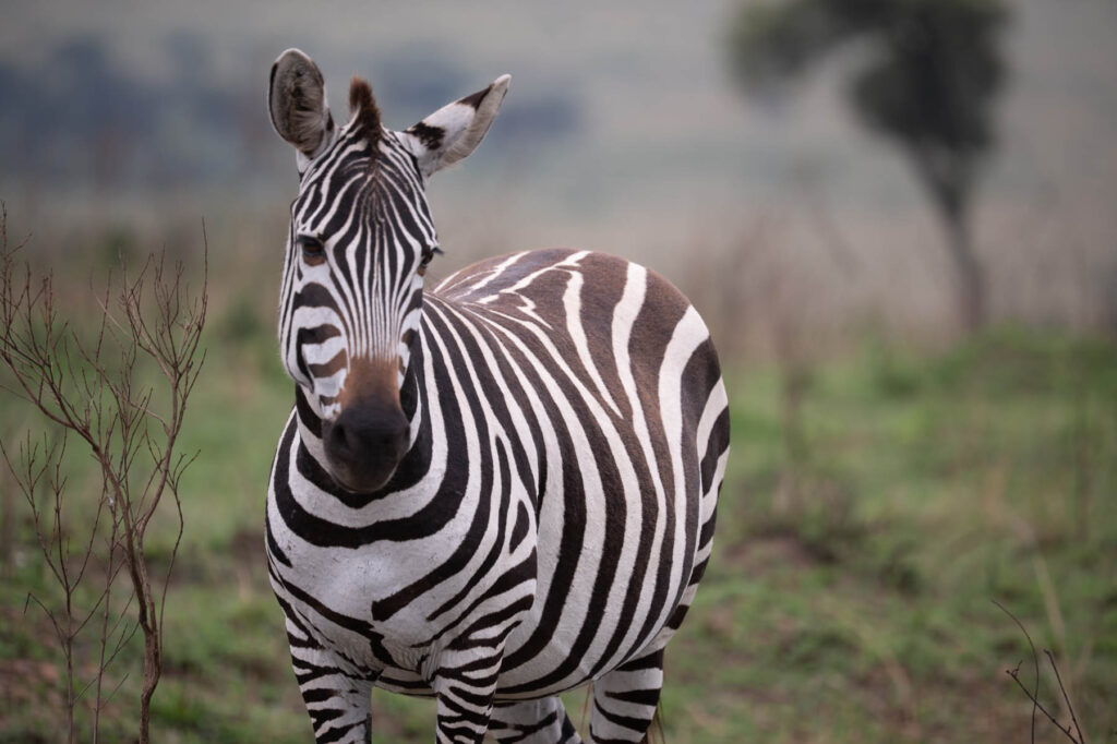 Zebra Lake Nakuru Nationalpark Kenia