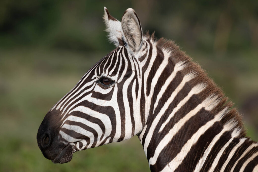 Zebra Lake Nakuru Nationalpark Kenia
