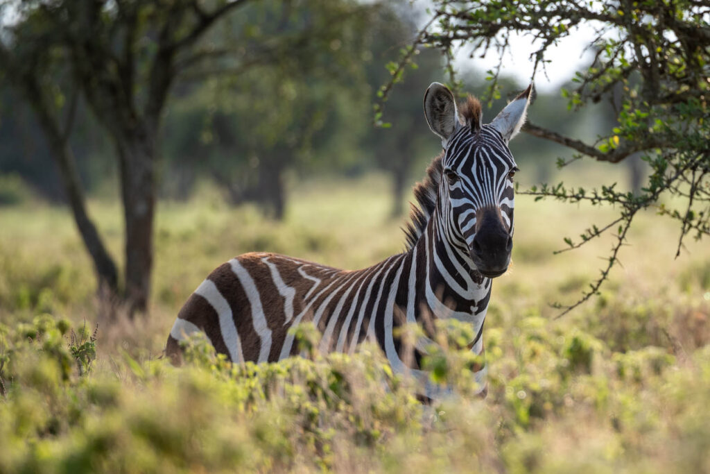 Zebra Lake Nakuru Nationalpark Kenia