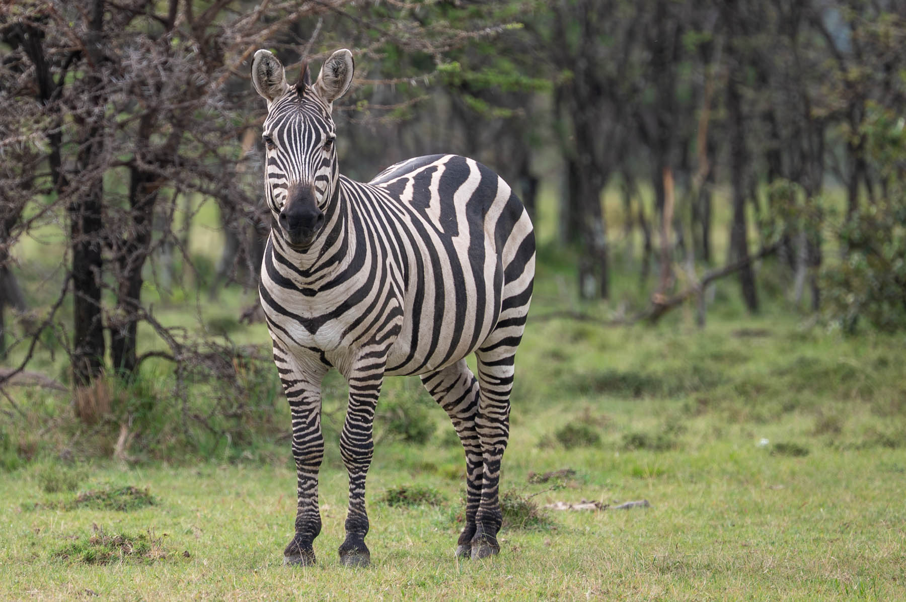 Zebra Masai Mara Kenia