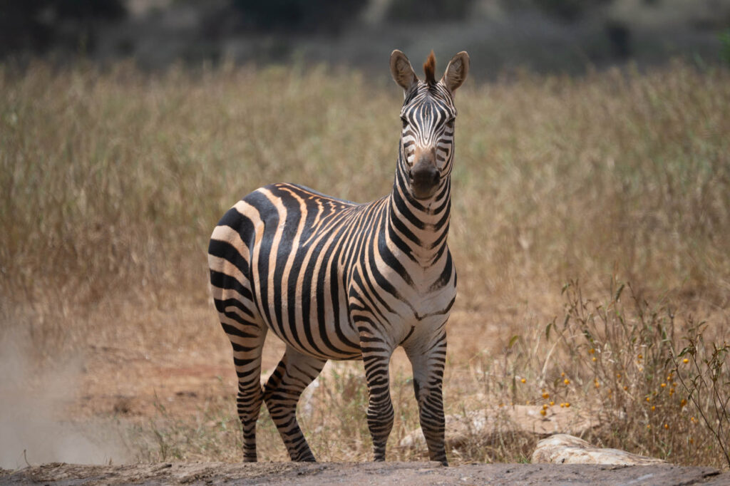 Zebra Taita Hills Kenia