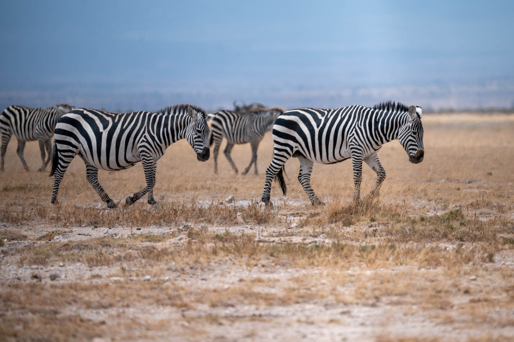 Zebras Amboseli Nationalpark Kenia