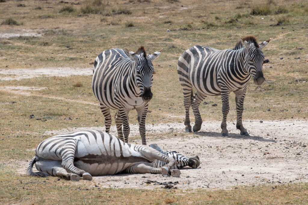 Zebras Amboseli Nationalpark Kenia