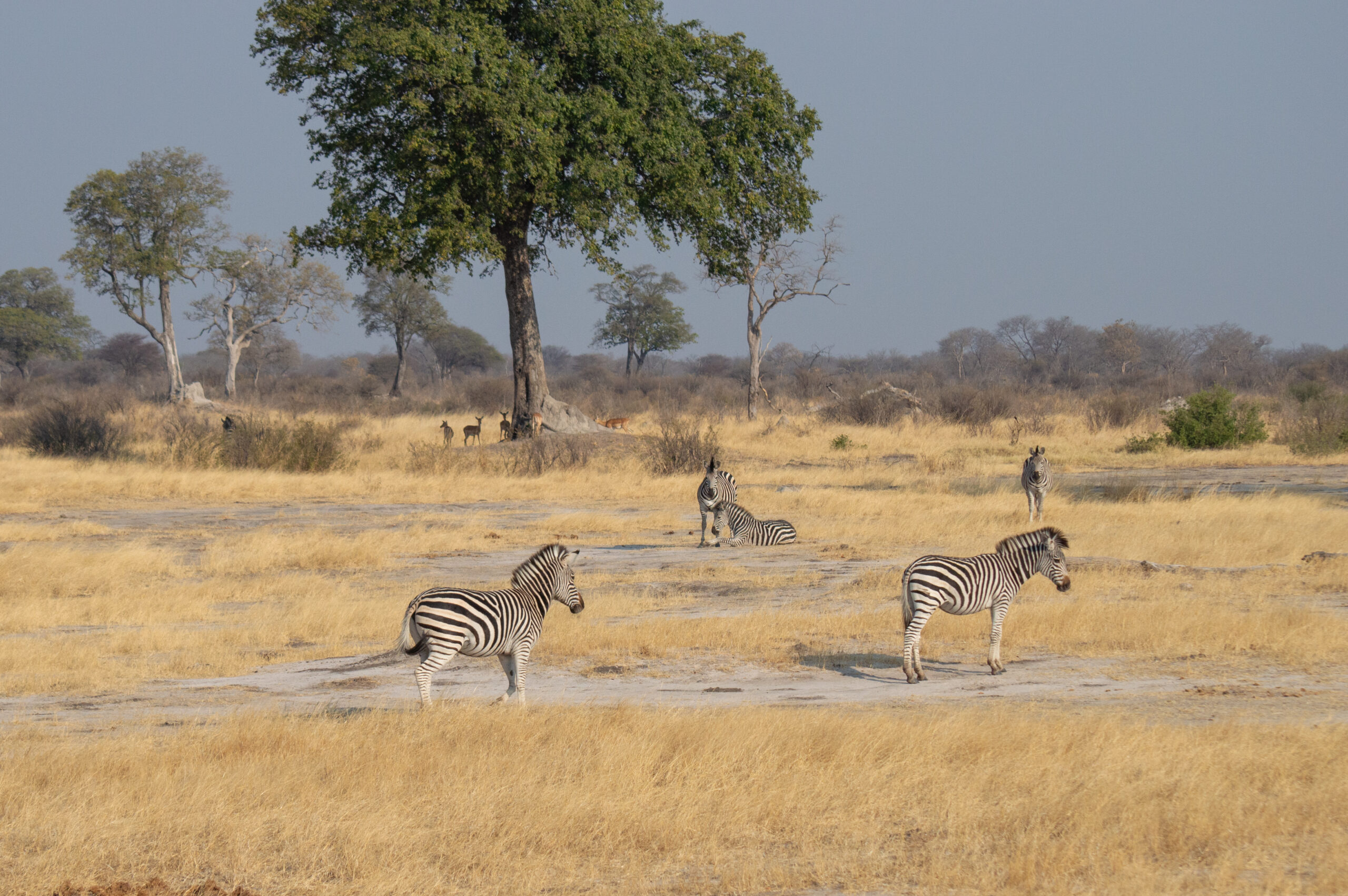 Zebras im Hwange Nationalpark Simbabwe