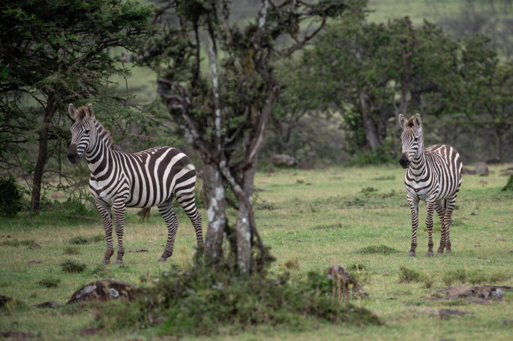 2 Zebras Masai Mara Kenia