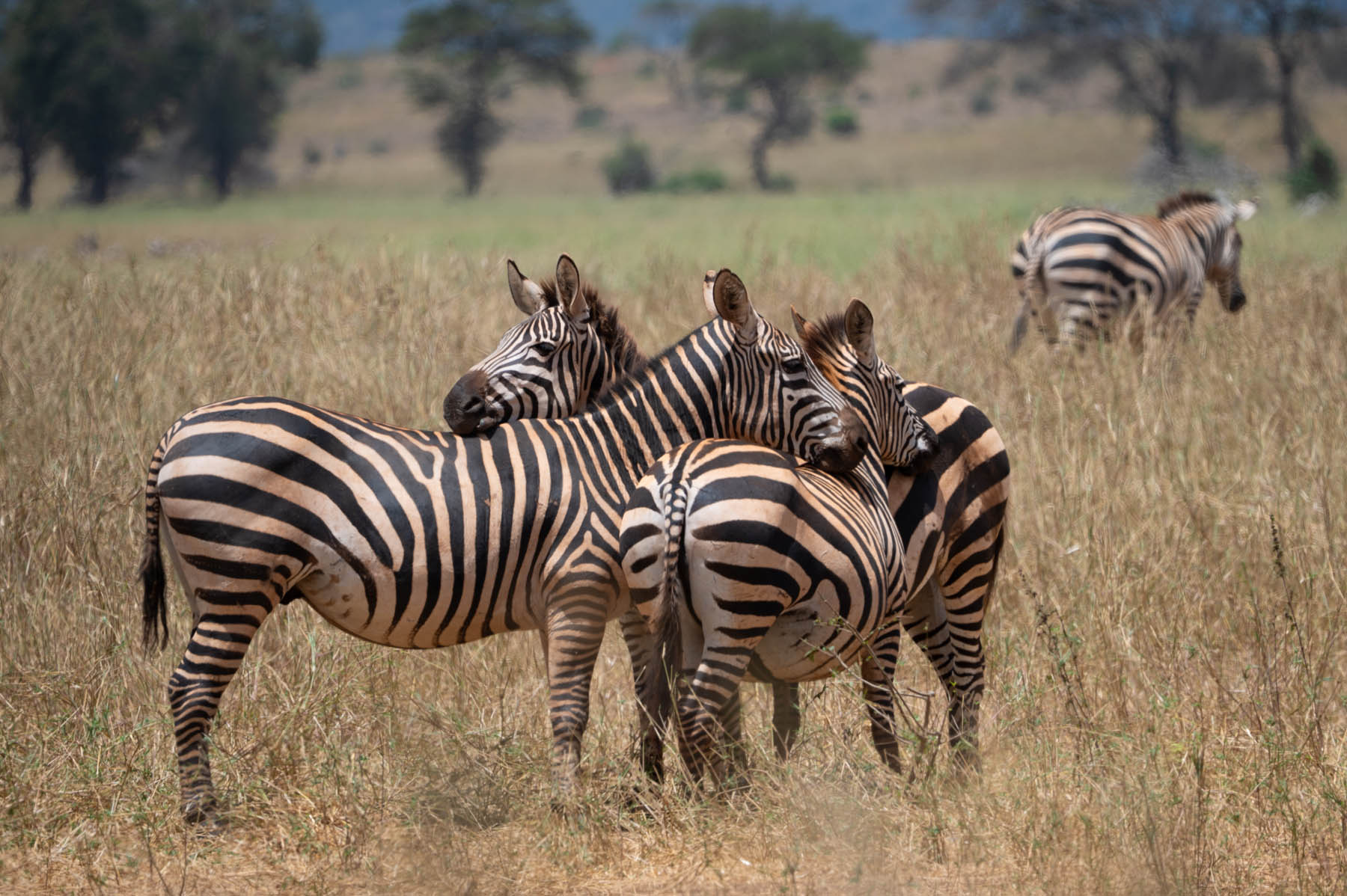 Zebras Taita Hills Kenia