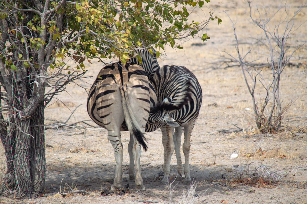 Zebras Etosha Nationalpark Namibia