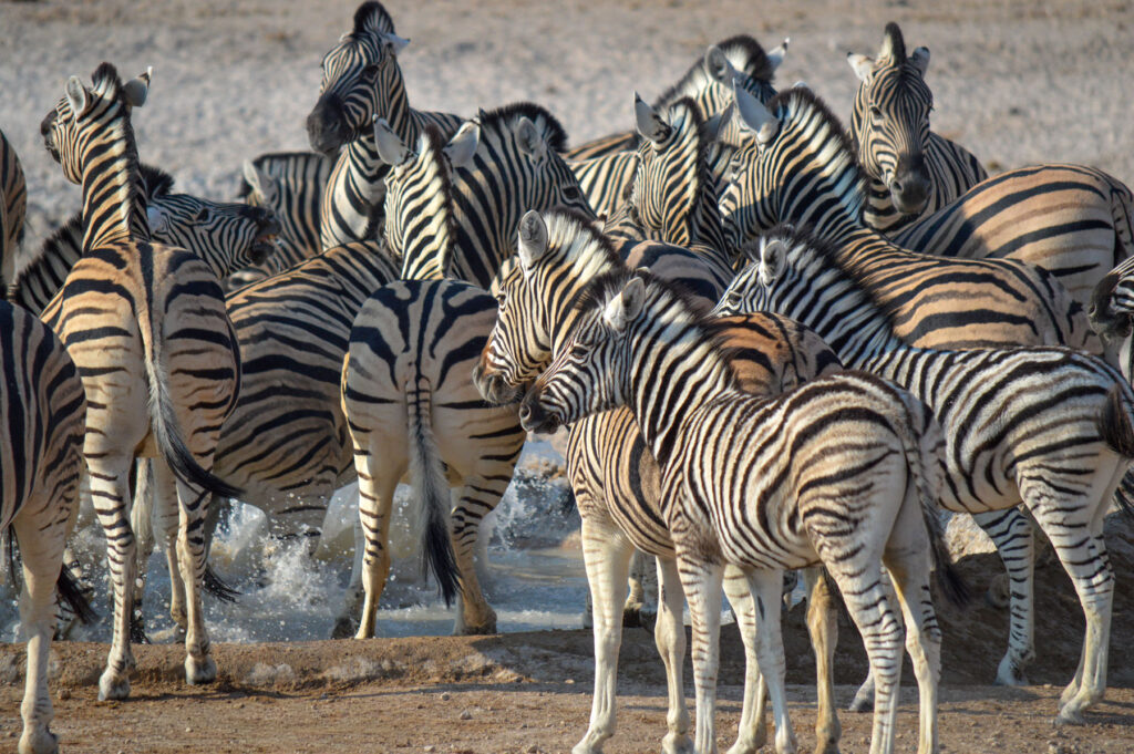 Zebras Etosha Nationalpark Namibia