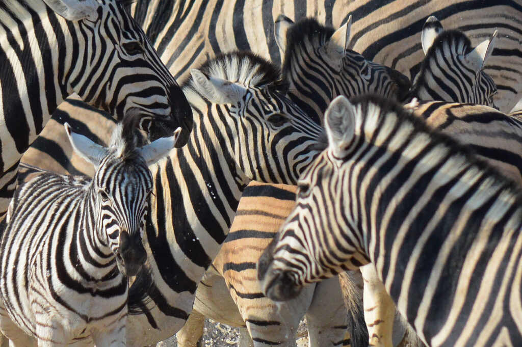 Zebras Etosha Nationalpark Namibia