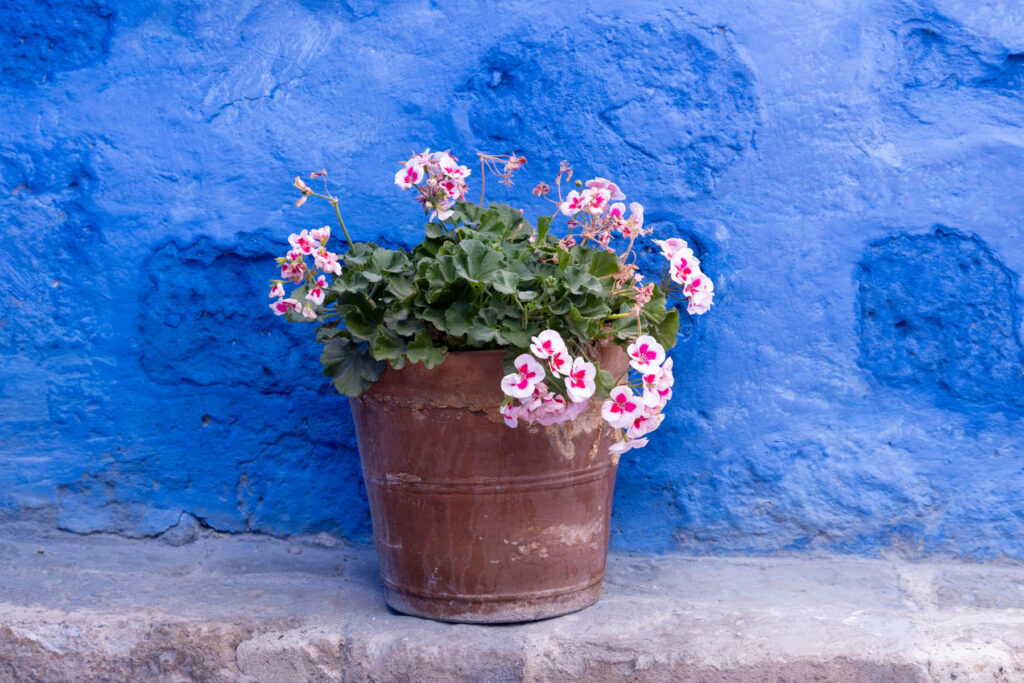 Santa Catalina Arequipa Peru