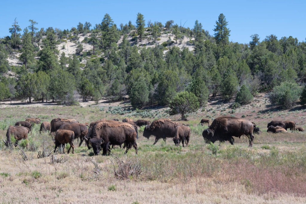 Bison Büffel Herde USA