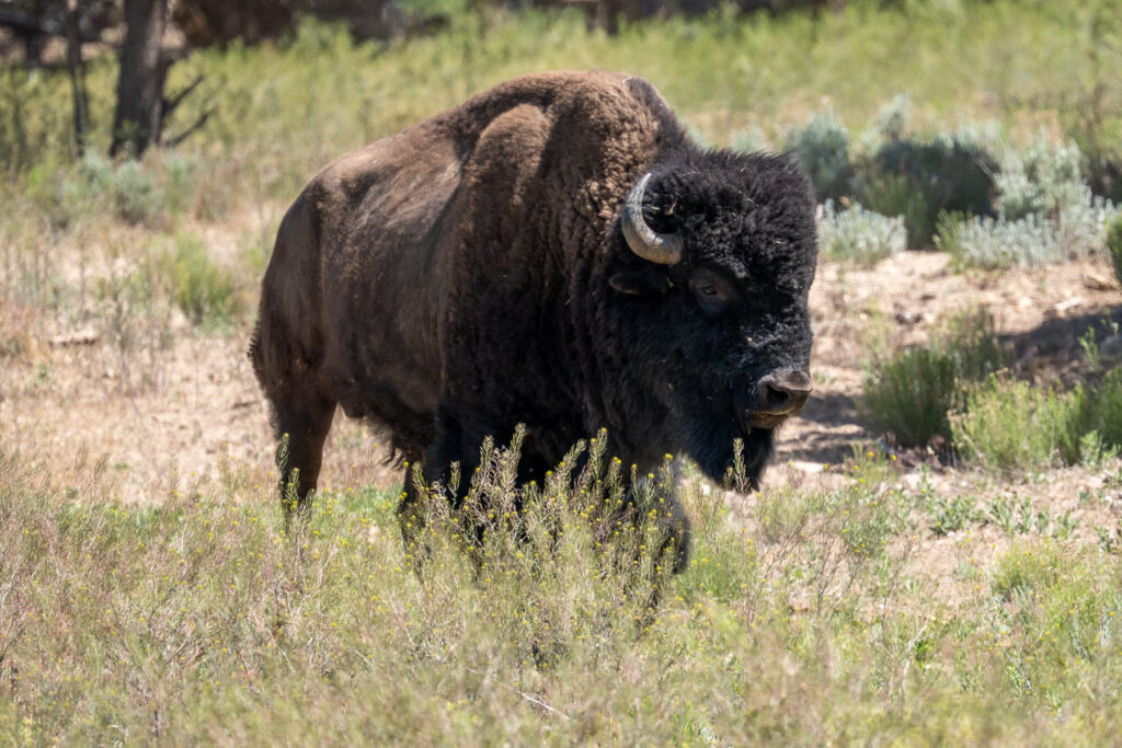 Großer Bison Büffel USA