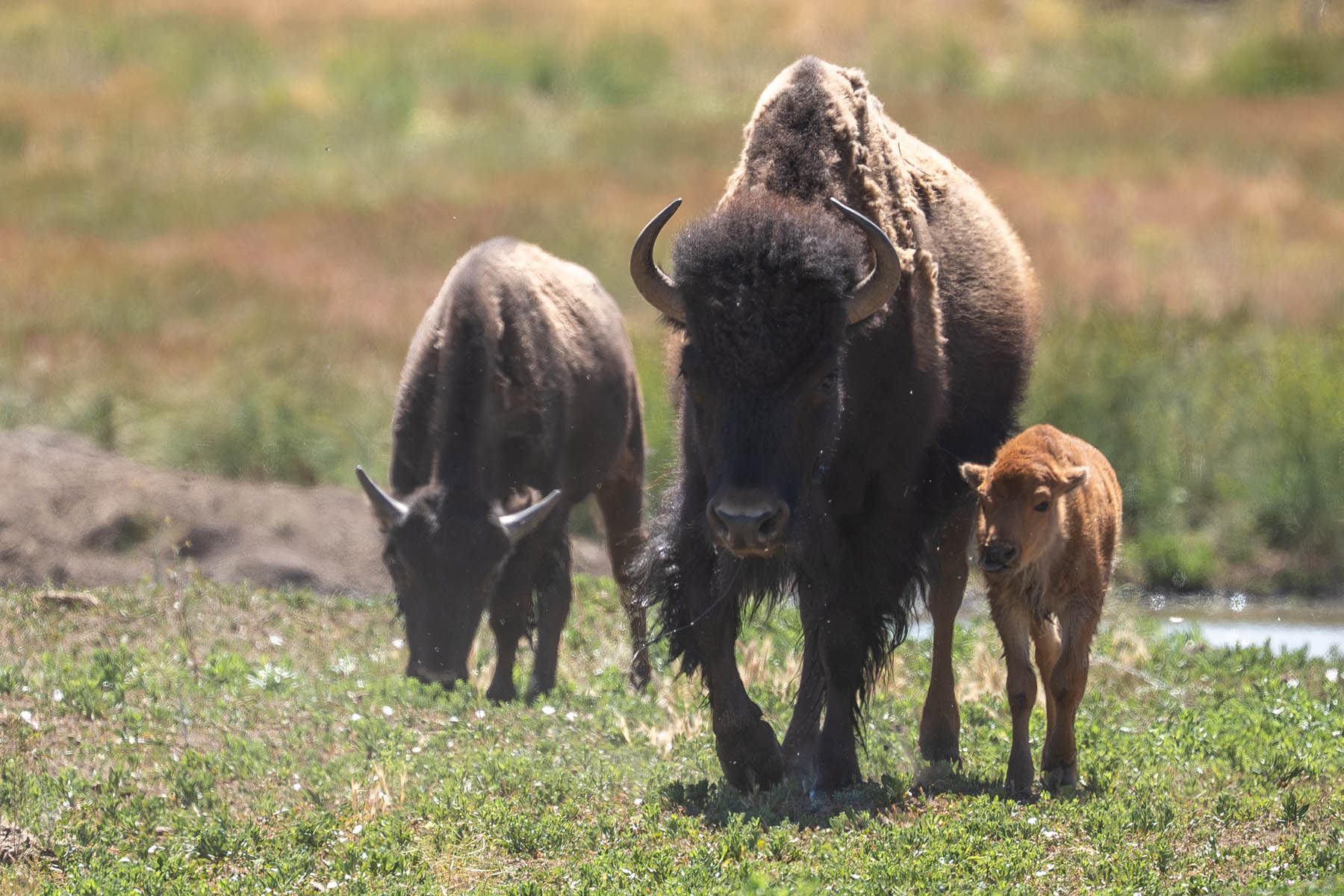 Bison Büffel USA