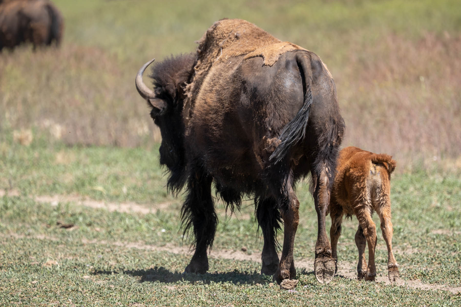 Bison Büffel USA