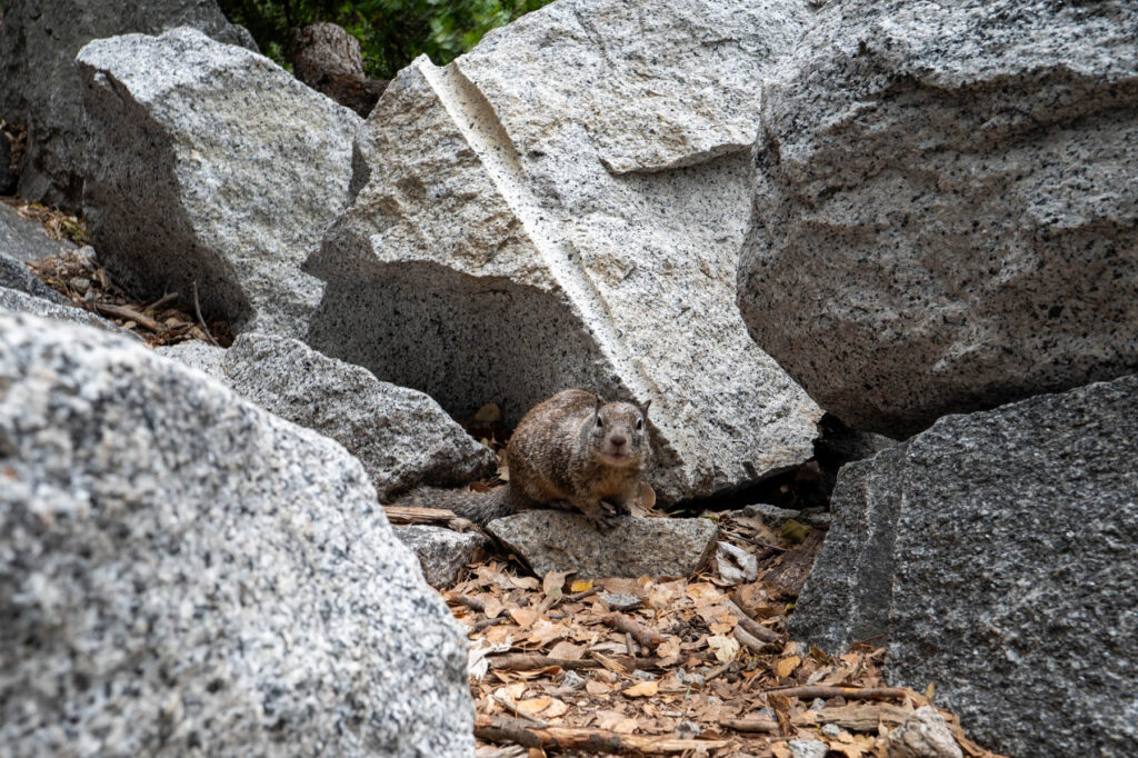 Berg Eichhörnchen im Yosemite Nationalpark USA