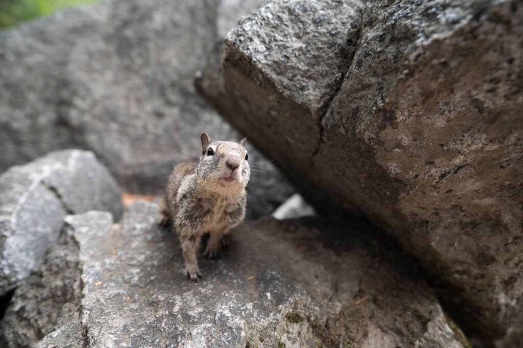 Berg Eichhörnchen im Yosemite Nationalpark USA