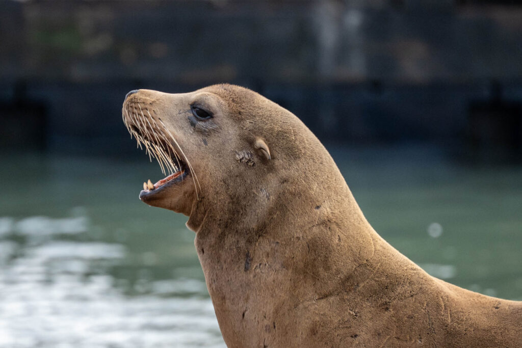 Seelöwe am Pier 39 in San Francisco USA