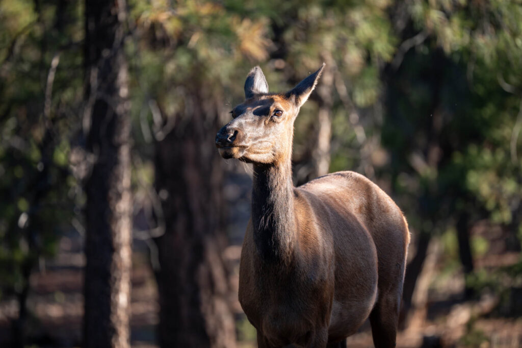 Wapiti im Grand Canyon Nationalpark USA