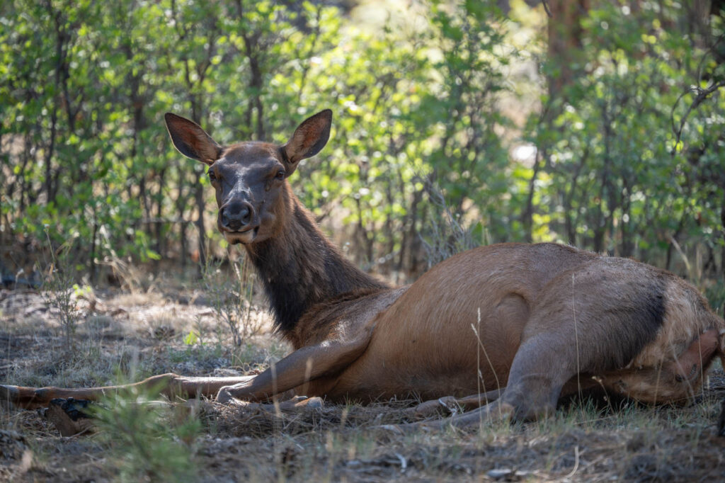 Wapiti im Grand Canyon Nationalpark USA